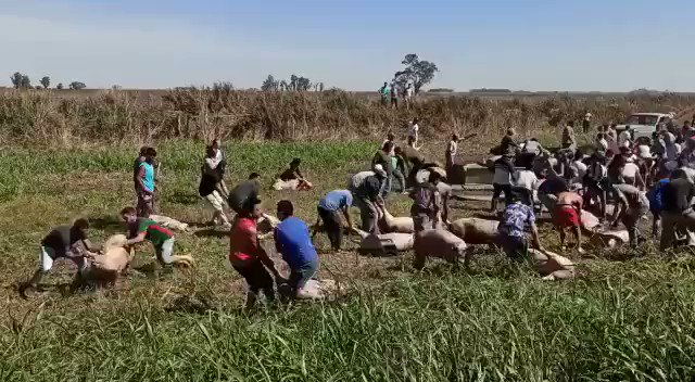 Volcó un camión cargado con cerdos vivos y los vecinos se los llevaron arrastrándolos