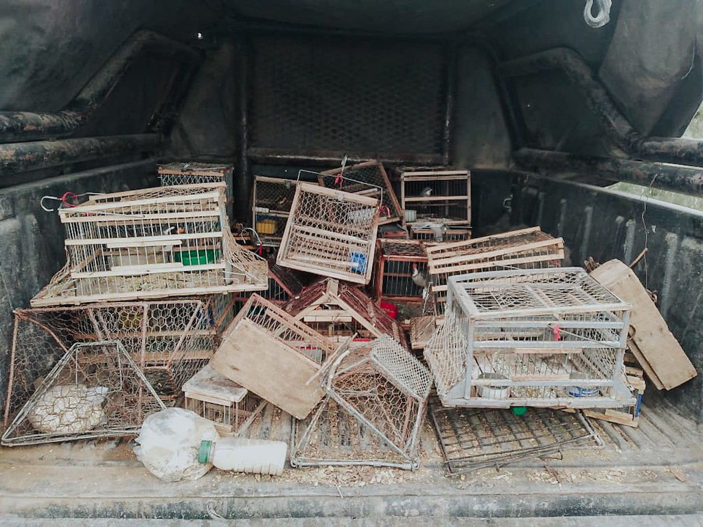 Caucete: labran actas por transportar aves y tramperos