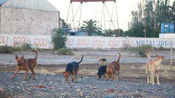 Ambiente pedirá ayuda municipal para rehabilitar perros callejeros