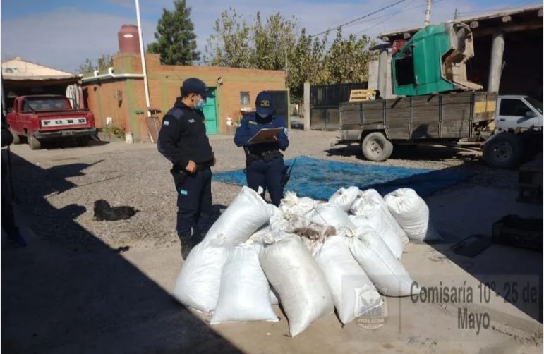 Caucete: secuestraron media tonelada de pasas de uva robadas