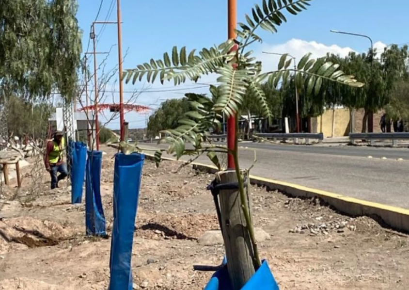 Paraje Difunta Correa: reforestarán con ayuda de los promesantes