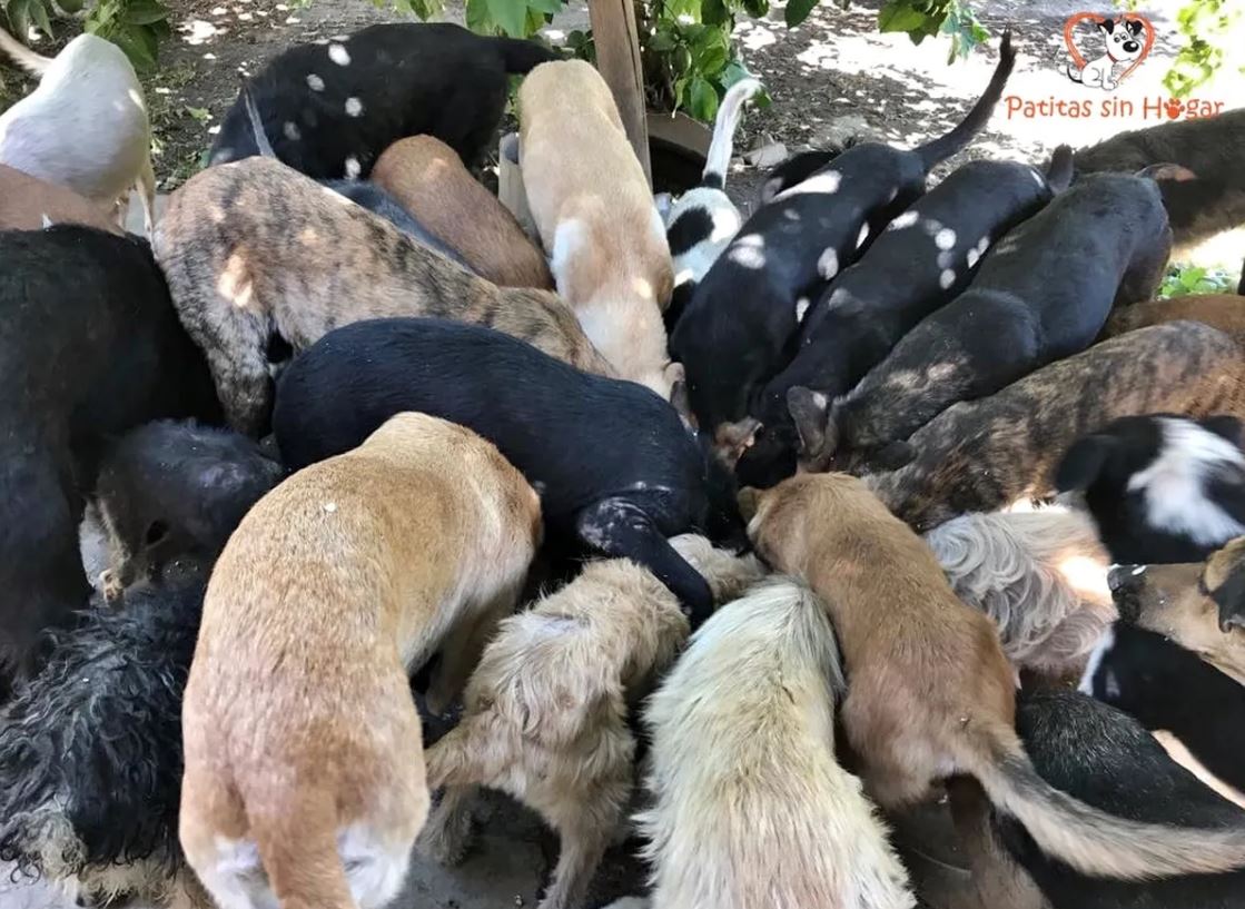 Macabro hallazgo: realizaba conjuros con perros y gatos para ahuyentar espíritus
