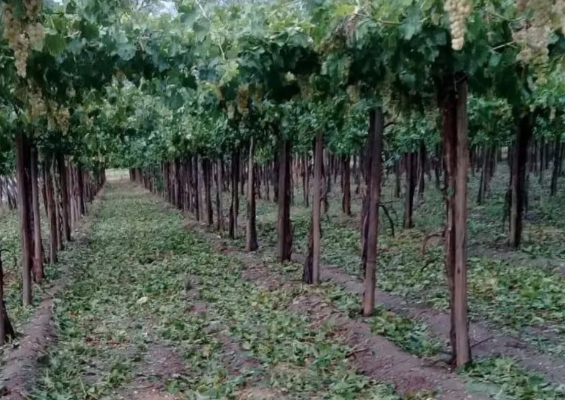 Productores denuncian que el granizo arrasó con casi el 10% de los cultivos
