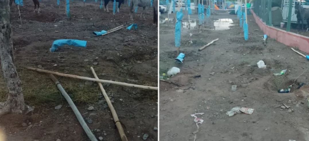 Difunta Correa: más de 100 arboles nuevos fueron dañados en la cabalgata