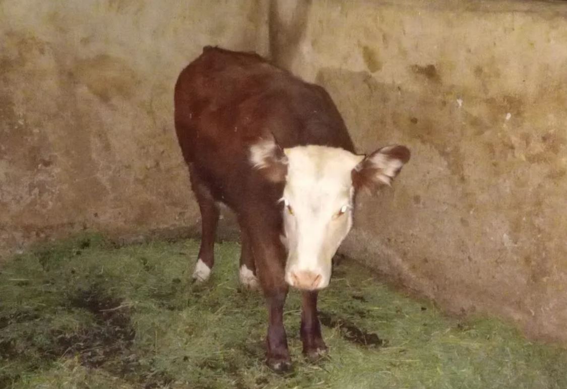 Caucete: los detienen por trasladar una ternera de 100 kilos, un chivo y un cargamento de leña