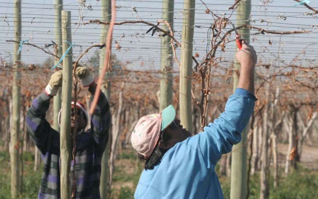Trabajadores rurales registrados mantendrán la Tarjeta Alimentar