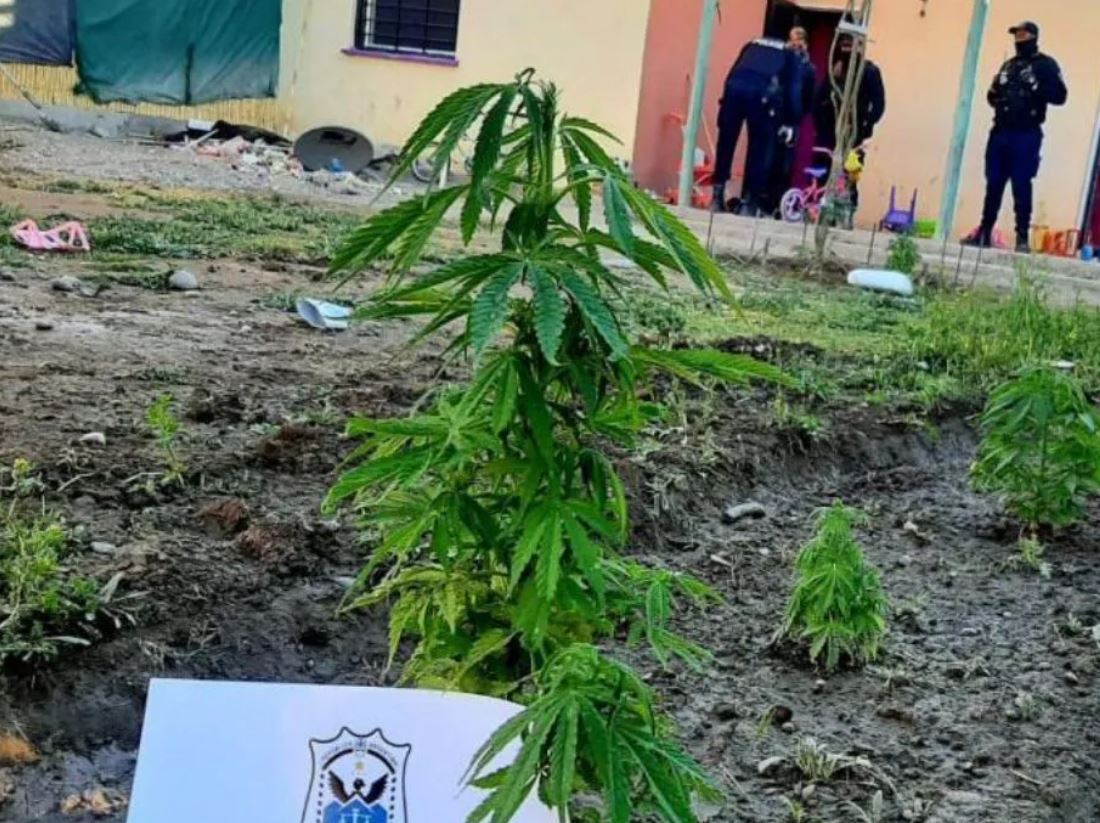Caucete: peleó con su hermano y lo denunció por tener plantas de marihuana