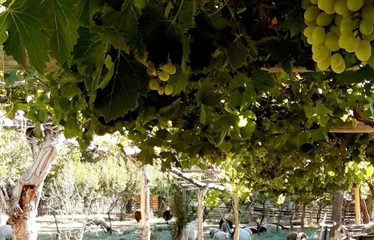 Apostó a El Chinguillo para vivir, plantó el viñedo «más alto de Cuyo» y elaboró un vino edición limitada