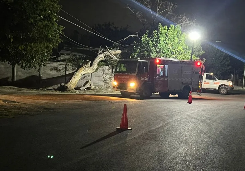 Caucete: hace casi 3 años reclamó por un árbol seco y con el viento del martes, se desplomó en su casa