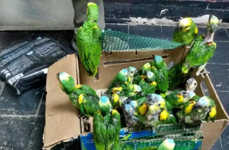 Caucete: Detienen a dos personas con 89 loros, los vendían ilegalmente