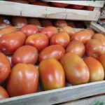 Caucete: En dos horas, robaron más de $2 millones en tomate de una finca