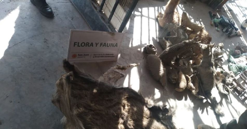 Hallaron animales autóctonos embalsamados en una casa