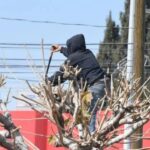 Ya se puede podar con permiso: cómo hacer el trámite y evitar multas
