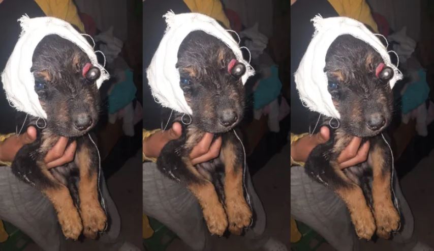 Caucete: crueldad animal, piden colaboración por un perro brutalmente maltratado