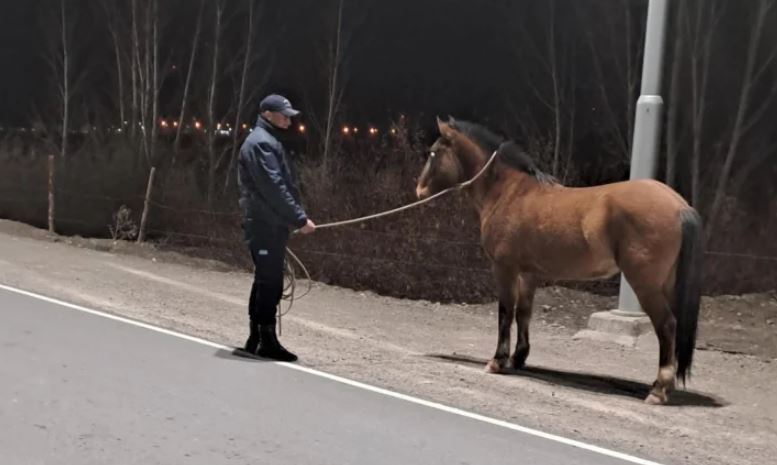 Caucete: un colectivo impactó a dos caballos que se atravesaron en la ruta