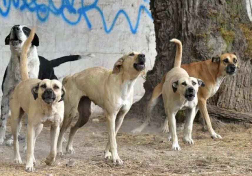 Organizan colecta solidaria para ayudar a los animales de San Expedito