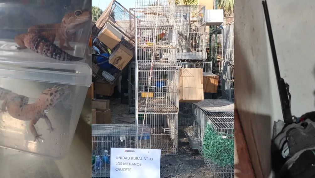 Caucete: secuestraron lagartos, gallos, marihuana y un arma