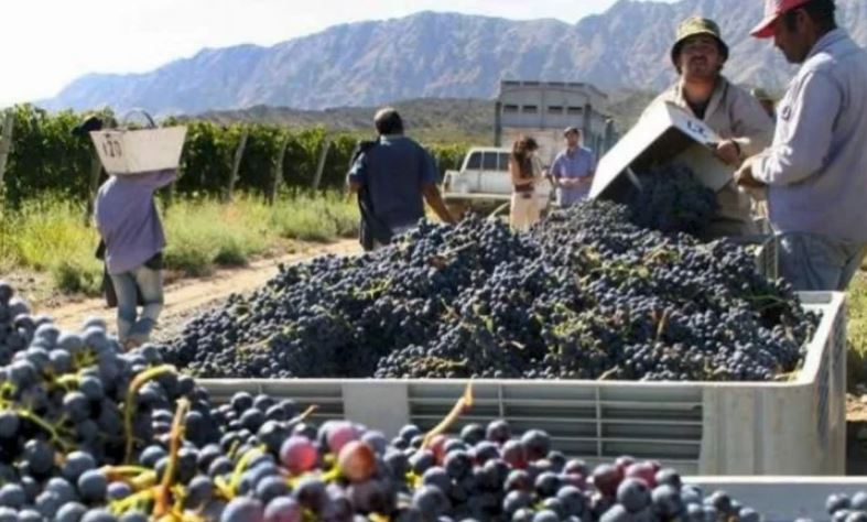 Nuevas variedades y certificación para la pasa de uva sanjuanina: el proyecto que impulsa la provincia