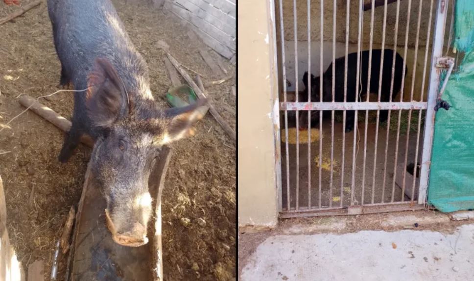 Entregó voluntariamente un jabalí que tenía en el fondo de su casa