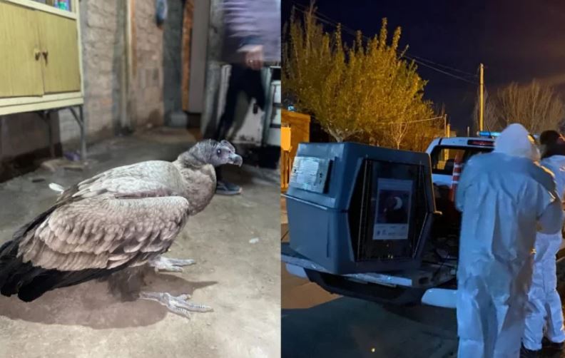 9 de Julio: rescataron un cóndor en un loteo municipal