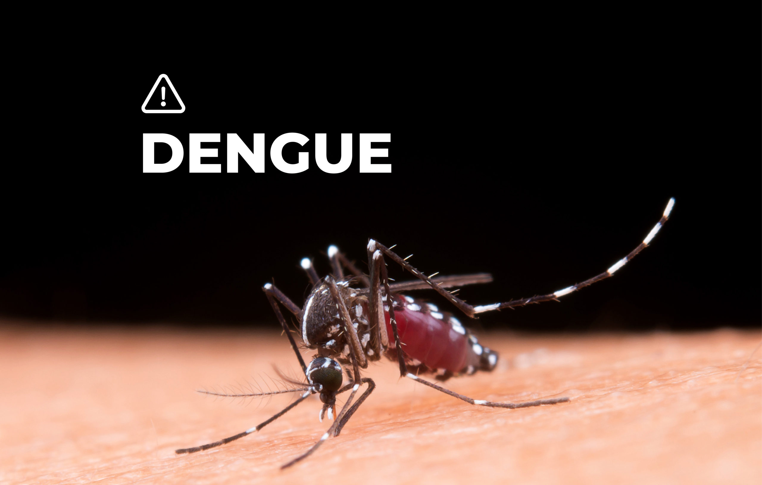 Dengue: San Juan busca frenar el mosquito desde los hogares