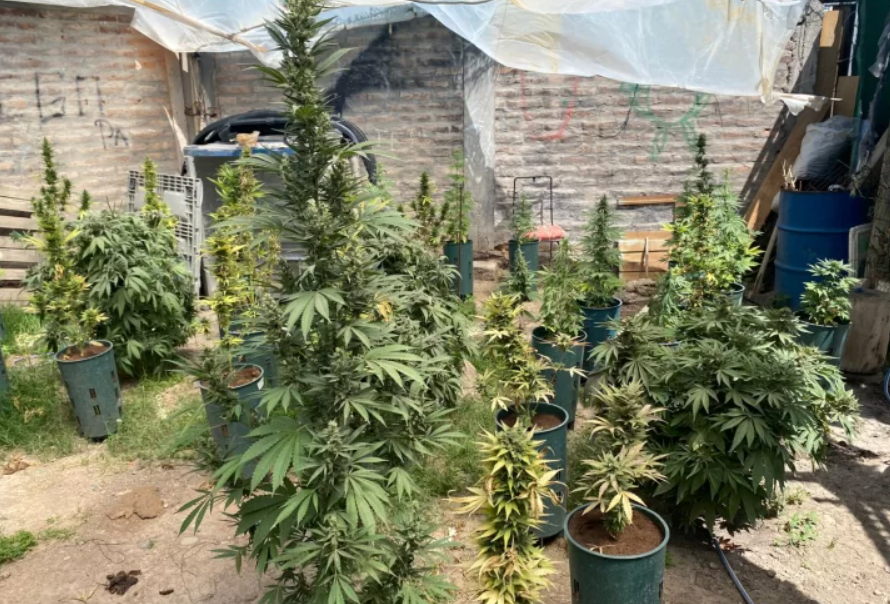 En medio de una denuncia por amenazas, la Policía encontró en el fondo de una vivienda casi 100 plantas de marihuana