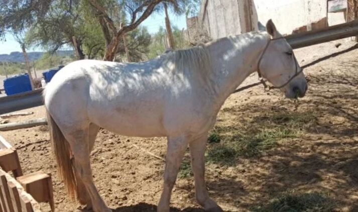 Robaron un caballo en Sarmiento y fue recuperado en Caucete