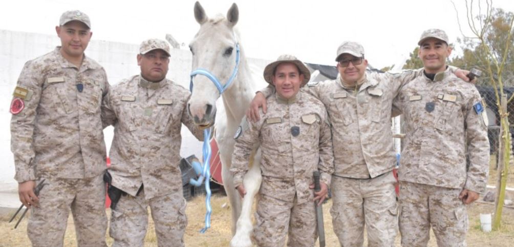 La División Rural recupera y cuida caballos rescatados del maltrato
