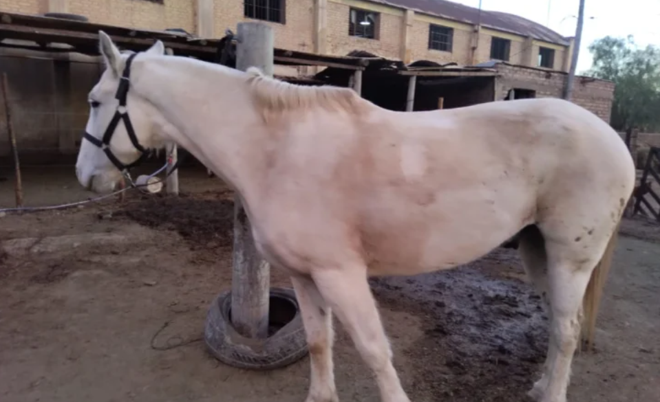 La Policía Rural intensificó los controles y secuestró más de 150 animales en San Juan