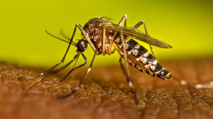 Después de las lluvias, Salud emitió las recomendaciones para evitar la proliferación de mosquitos