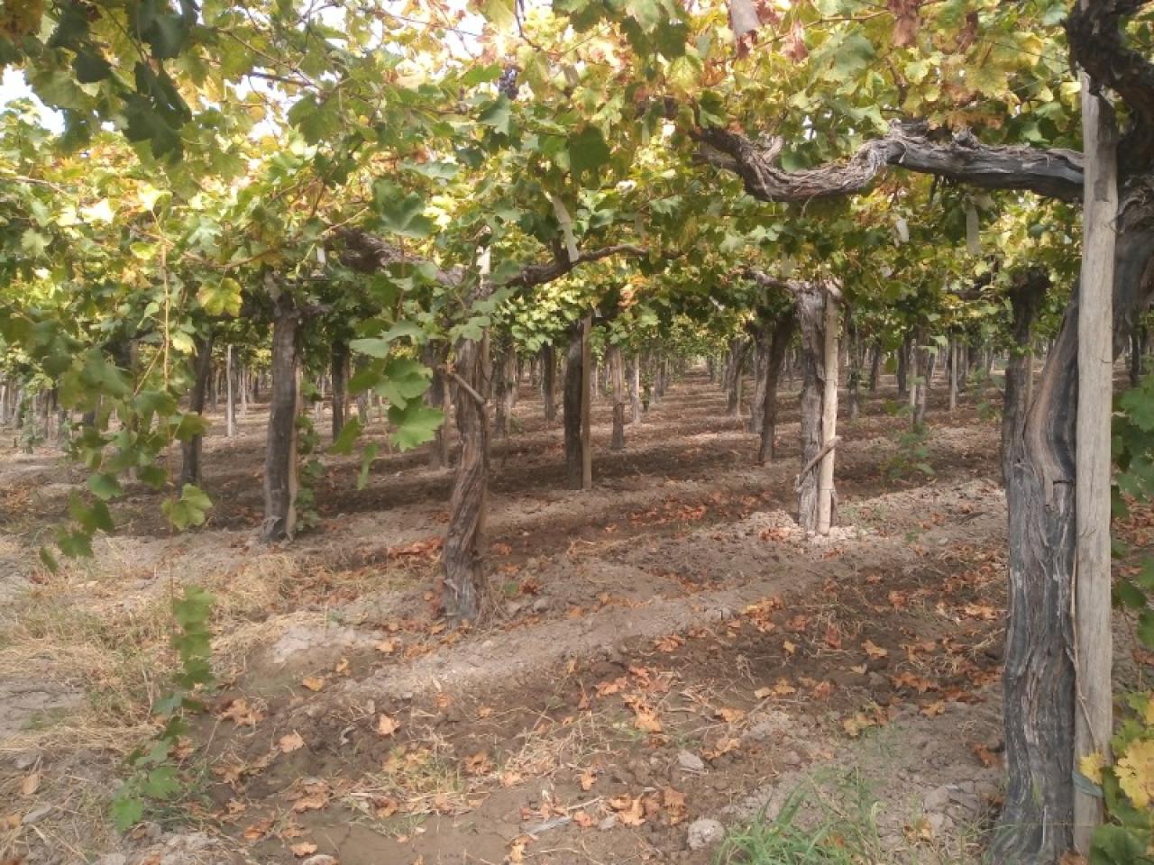 Caucete: Trabaja en una finca, sorprendió a dos ladrones y lo golpearon con unas trabas para robarle