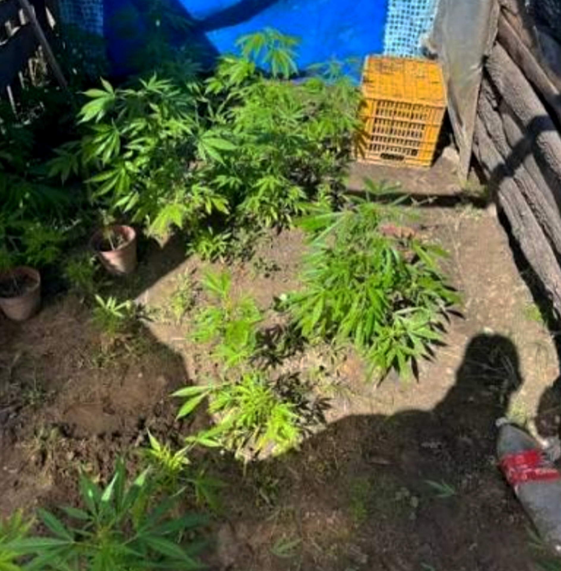 Caucete: iban por un arma robada y se encontraron plantas de marihuana