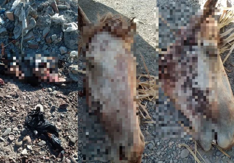 Caucete y la faena de caballos sigue sin control