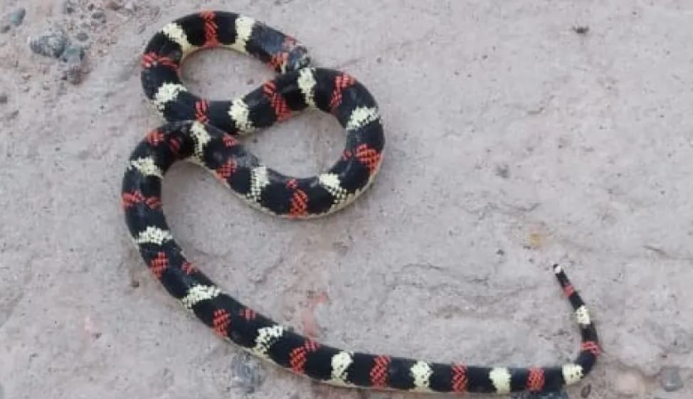 Alarma en San Martín por la aparición de una llamativa serpiente