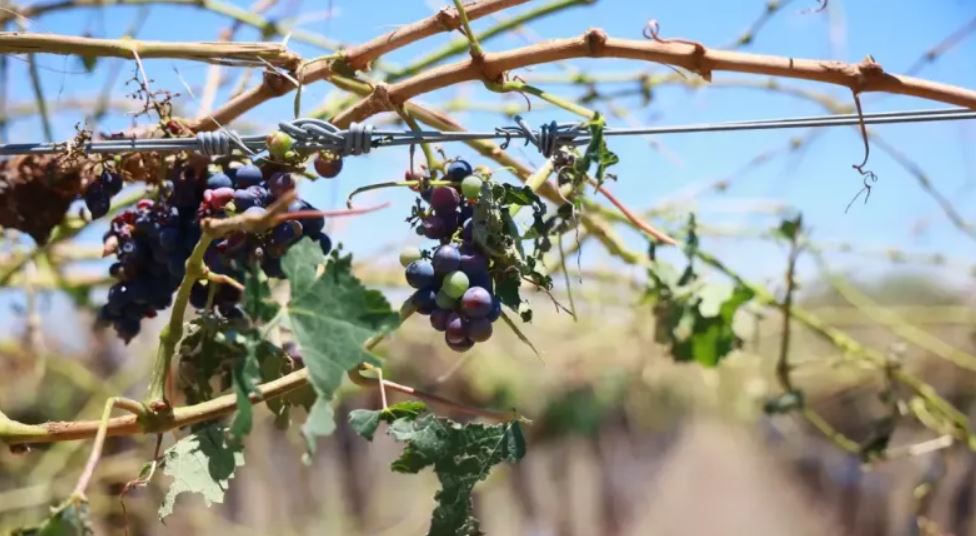 Piden a productores afectados por las lluvias que realicen las denuncias para acceder a asistencia
