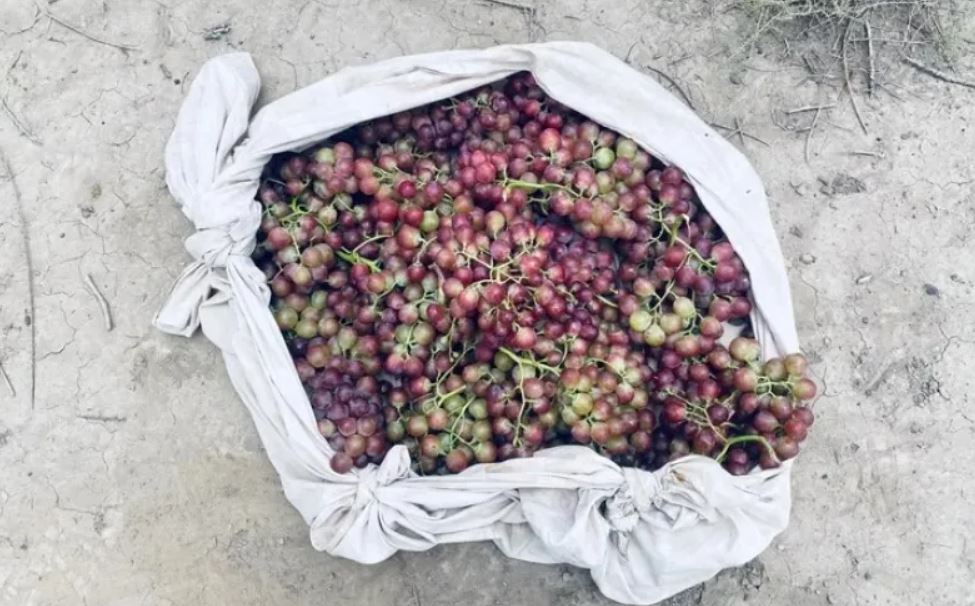 Caucete: recuperaron un cargamento de uvas robadas, buscan al autor del hecho
