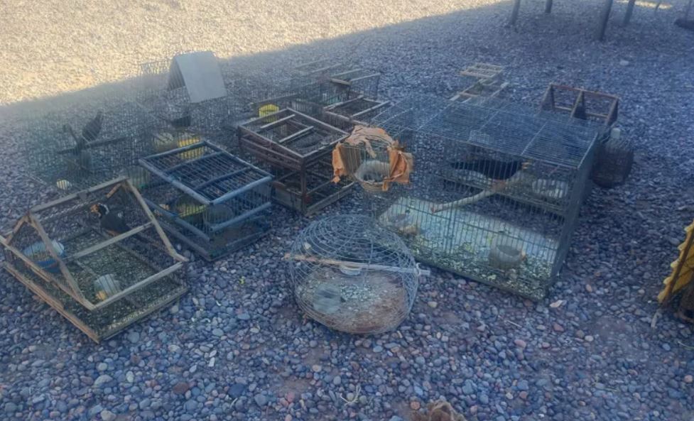Allanamiento en Bermejo por tráfico ilegal de animales