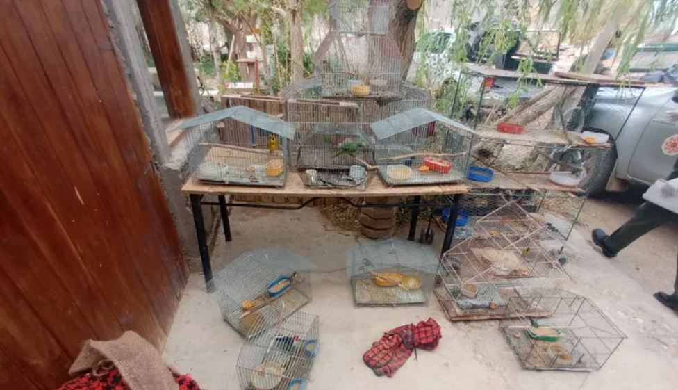 Caucete entre los departamentos con más tráfico de aves en la provincia