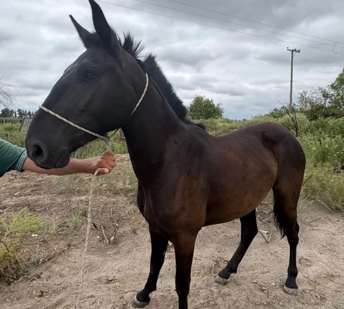 Policía recuperó dos motos y un caballo denunciados como robados