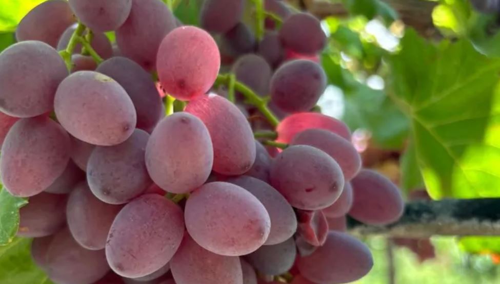 El INTA desarrolló 9 variedades de uvas sin semillas