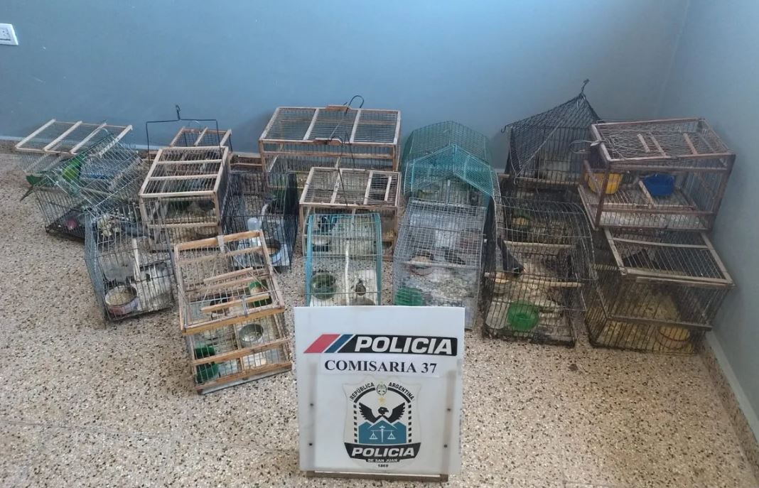 Caucete: rescataron 17 aves en una casa