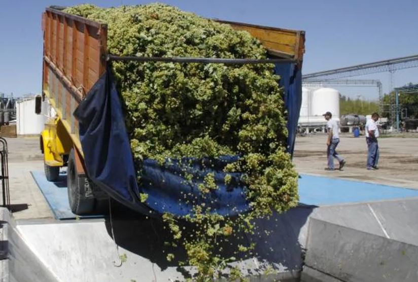 Bodegueros no creen que se fortalezca el precio de la uva y anticipan menor producción
