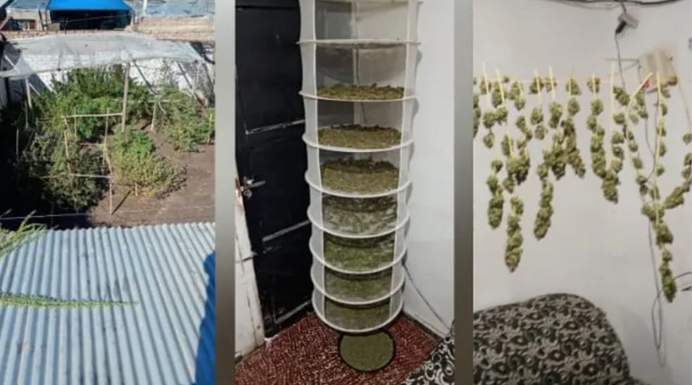 Caucete: desbaratan una cueva narco y descubren una plantación de marihuana