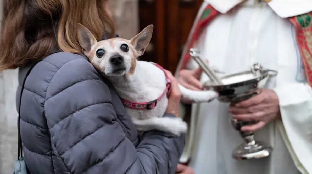 Parroquias bendecirán mañana a los animales por su día