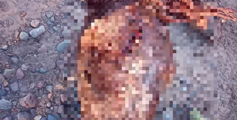 Hallaron dos caballos faenados en un descampado, sospechan venta ilegal de carne