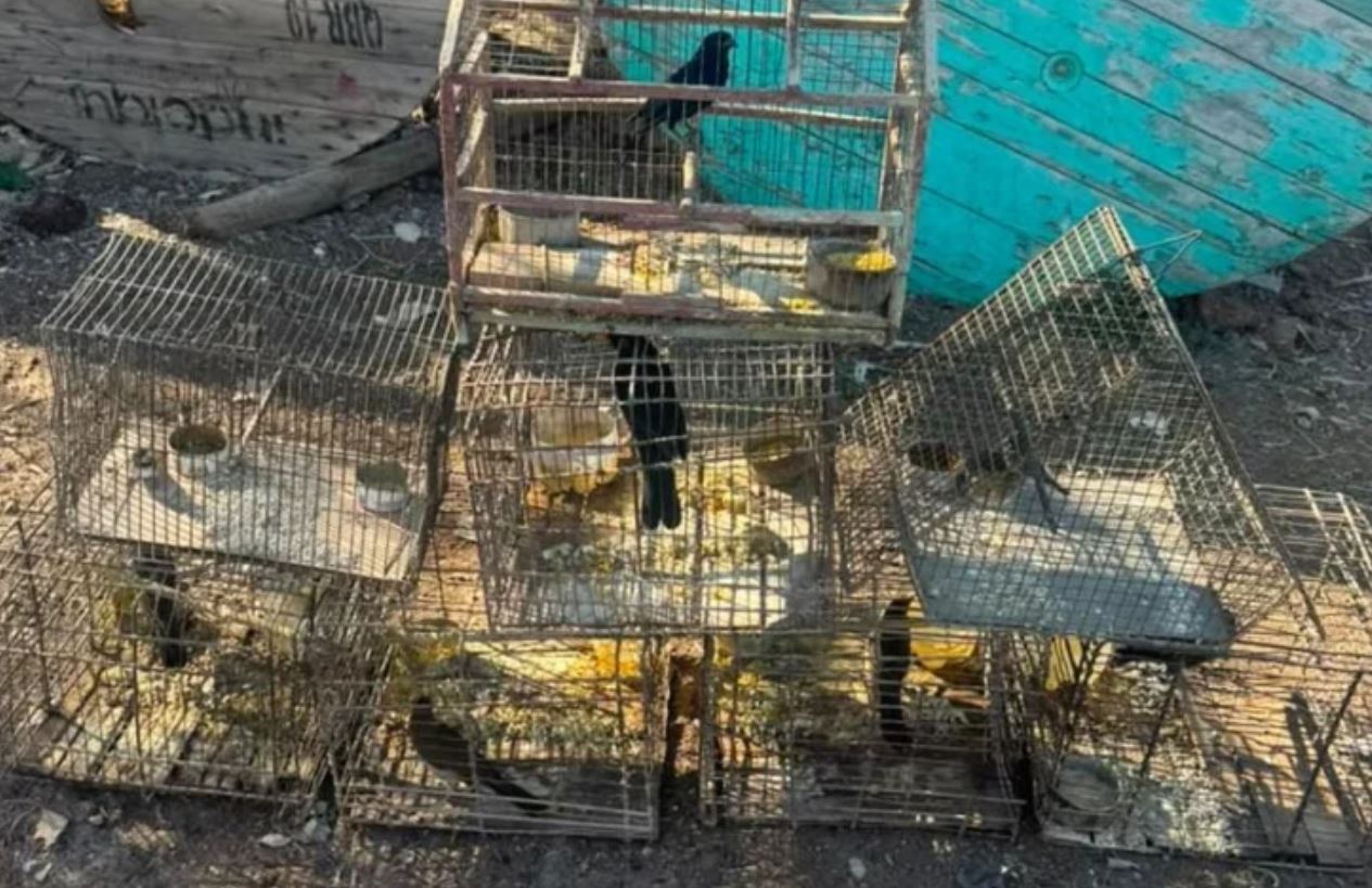 Caucete: rescataron 30 aves silvestres en un operativo