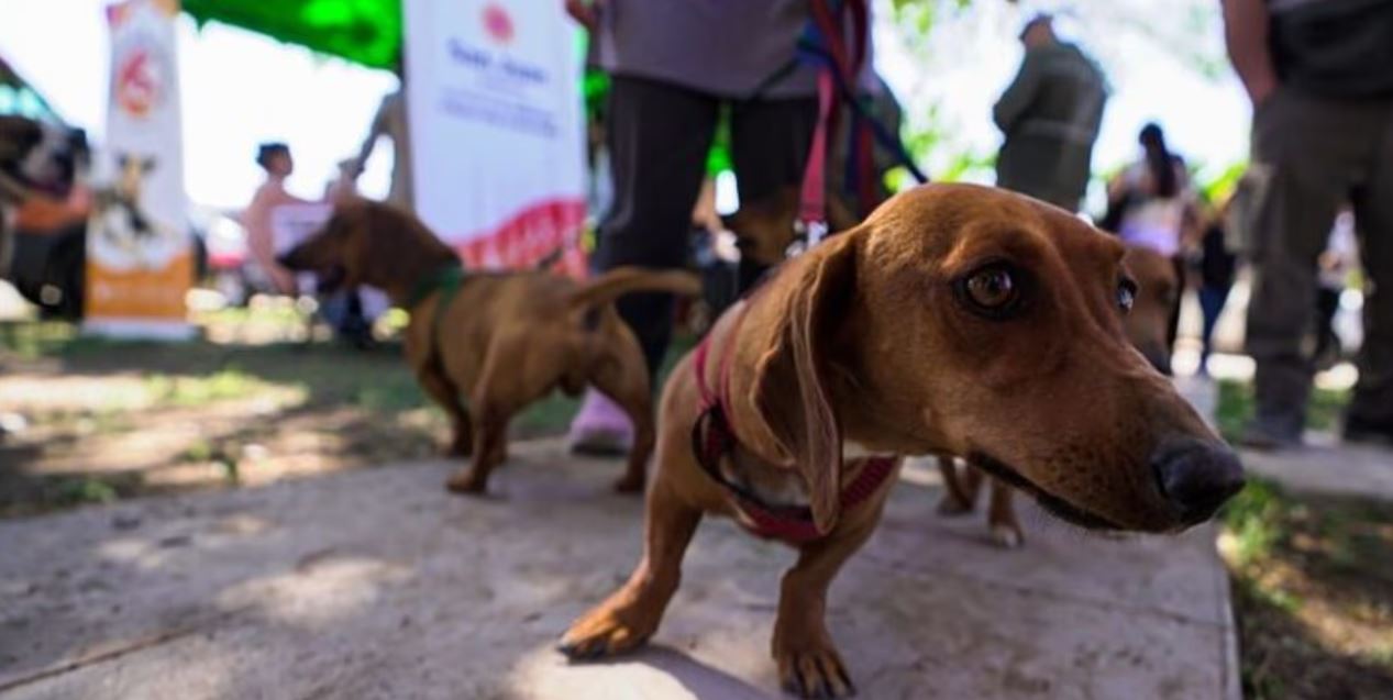 Caucete: el gobierno provincial realizará un operativo especial de tenencia responsable para mascotas