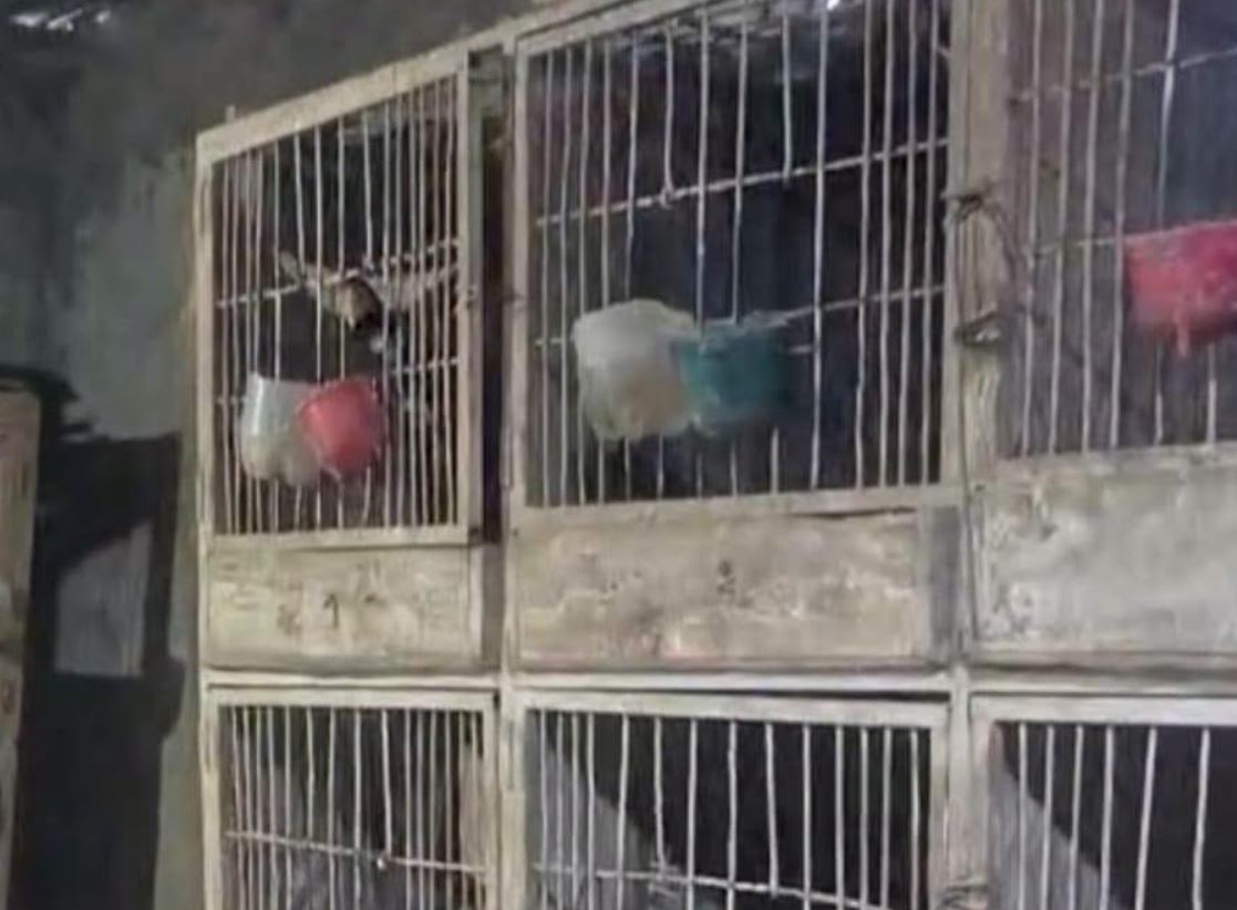 25 de Mayo: allanamiento en un criadero clandestino de gallos de riña