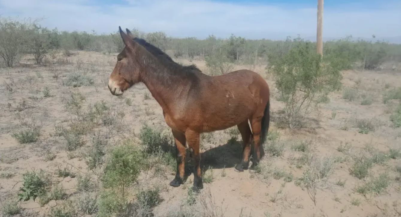 Caucete: retienen cinco animales sueltos sobre la Ruta 141 y hubo acta para un dueño